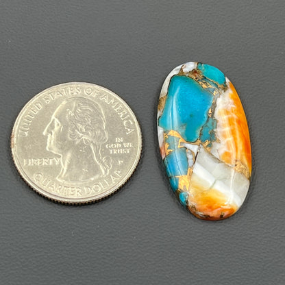 Kingman Spiny Oyster Turquoise - Loose Cab -Oval