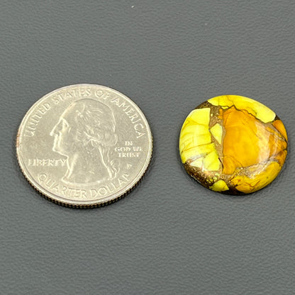 Kingman Honey Dahlia - Loose Cab - Round